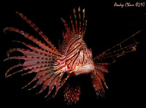 Lion Dance - Secret Bay Bali
Canon G9 + Nikonos SB 105 by Andy Chan 